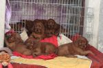 irish red setter