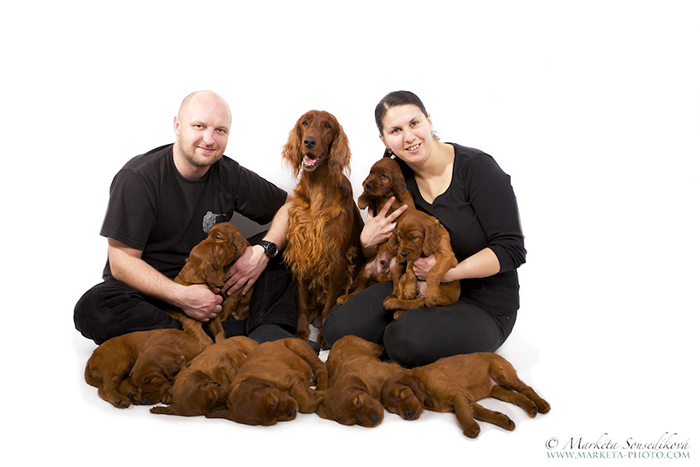 CONTACT - irish red setter kennel